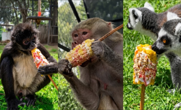 Durante las fiestas patrias, un Parque Zoológico en México organizó una actividad que combinó tradiciones populares con el bienestar animal en un contexto nacional de celebración.