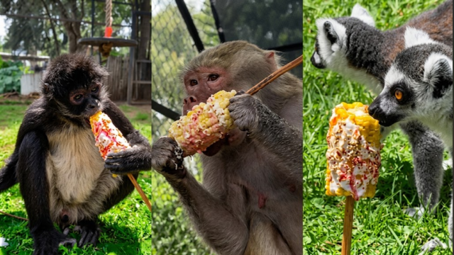 Durante las fiestas patrias, un Parque Zoológico en México organizó una actividad que combinó tradiciones populares con el bienestar animal en un contexto nacional de celebración.