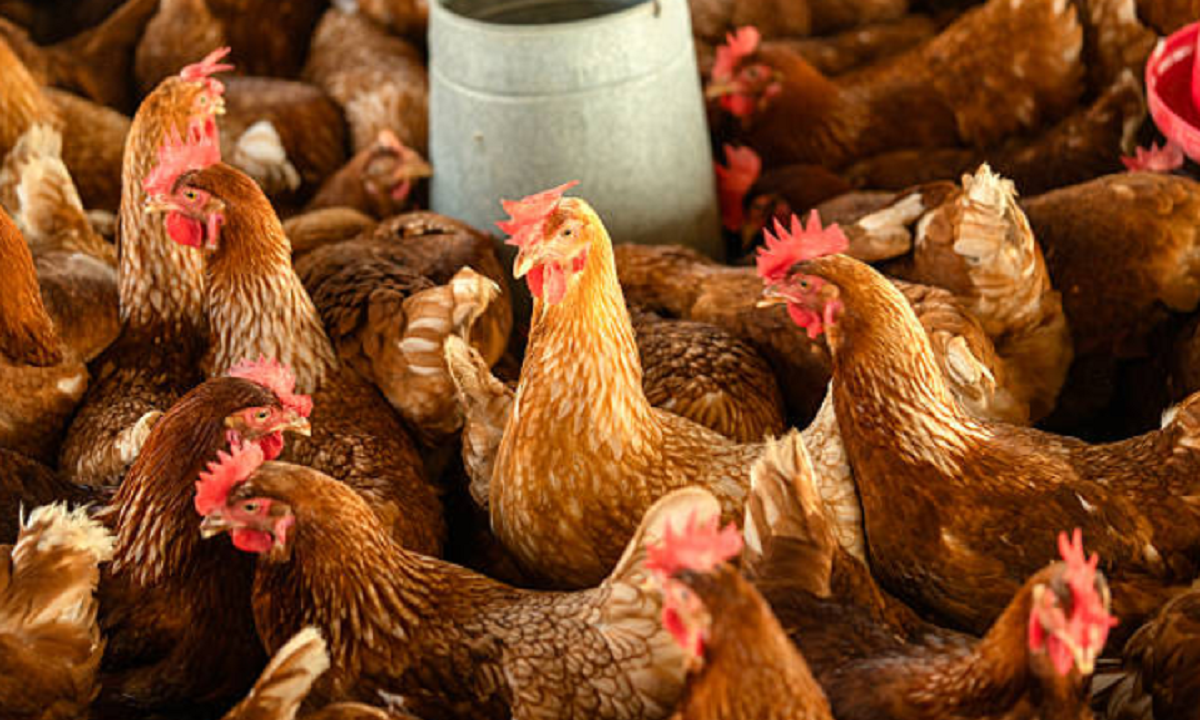 Granja avícola en el departamento de Colonia bajo medidas de control sanitario.
