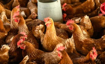 Granja avícola en el departamento de Colonia bajo medidas de control sanitario.