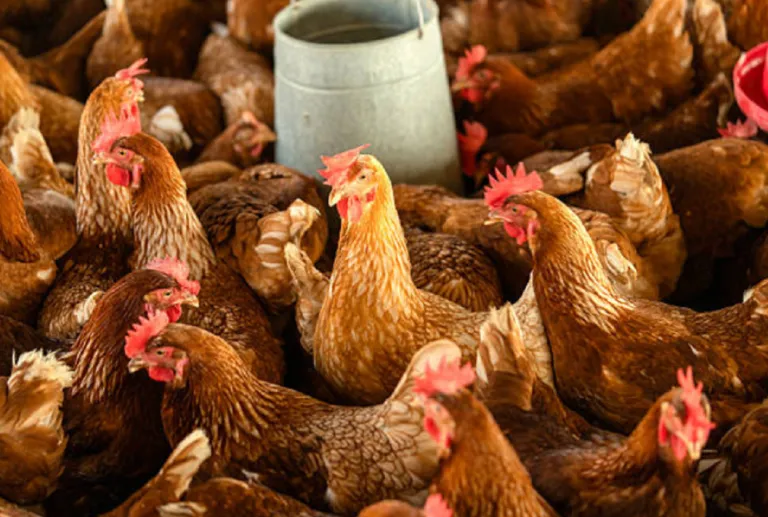 Granja avícola en el departamento de Colonia bajo medidas de control sanitario.