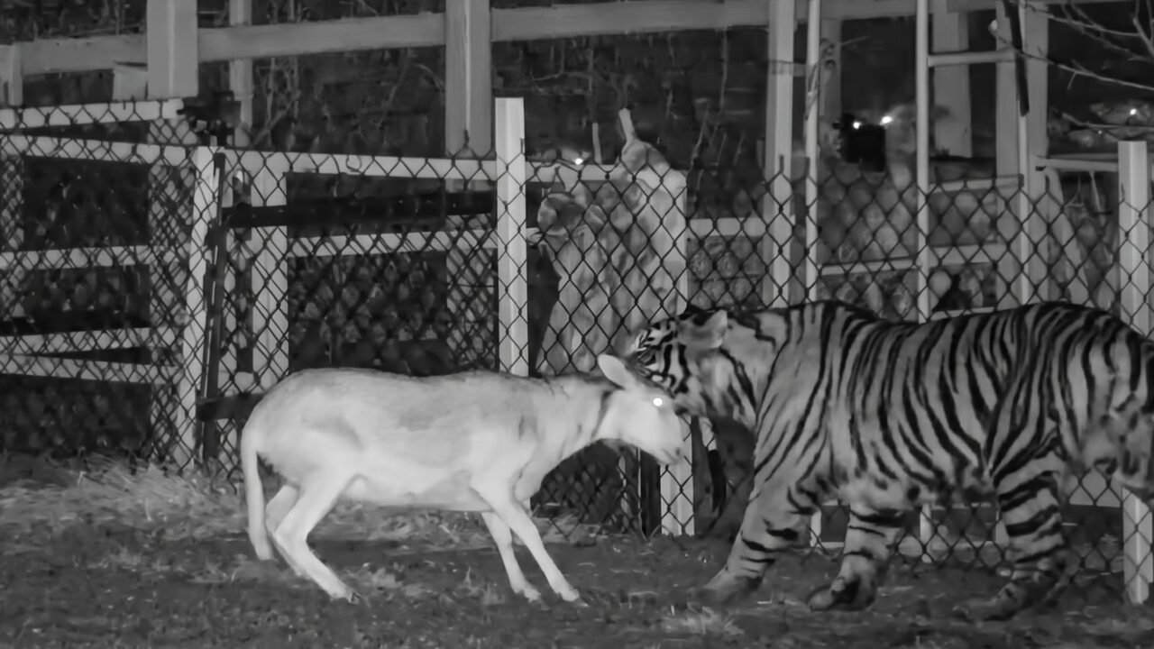 En el Estado de Jalisco, autoridades han activado protocolos de emergencia por la presencia de un Tigre salvaje en una zona rural, tras múltiples denuncias de vecinos y registros.