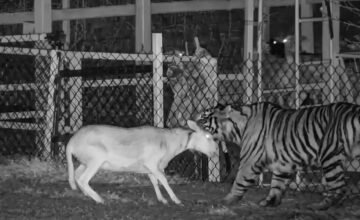 En el Estado de Jalisco, autoridades han activado protocolos de emergencia por la presencia de un Tigre salvaje en una zona rural, tras múltiples denuncias de vecinos y registros.