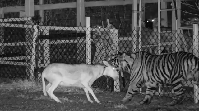 En el Estado de Jalisco, autoridades han activado protocolos de emergencia por la presencia de un Tigre salvaje en una zona rural, tras múltiples denuncias de vecinos y registros.
