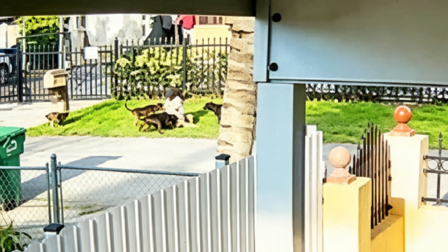 Cercado residencial en la calle 145 NW de Miami-Dade donde ocurrió el ataque canino.
