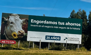 Vista de vacunos en un establecimiento rural con caravanas de trazabilidad del SNIG.