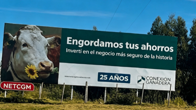 Vista de vacunos en un establecimiento rural con caravanas de trazabilidad del SNIG.