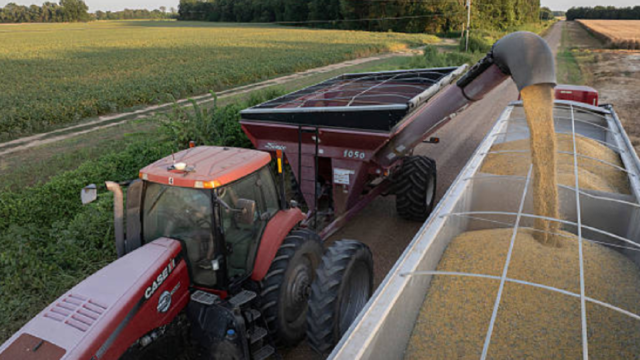 Campos cultivados de soja bajo un cielo despejado en la pampa húmeda.