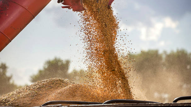 Campo de soja afectado por la sequía bajo un cielo despejado en el interior de Uruguay.