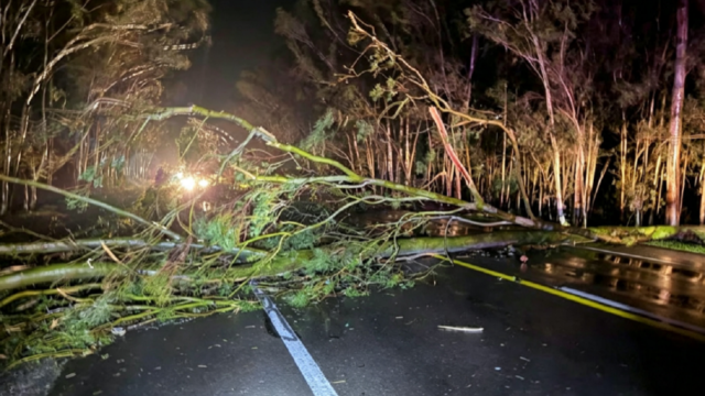 Árbol caído sobre la ruta interrumpiendo el tránsito tras el temporal.