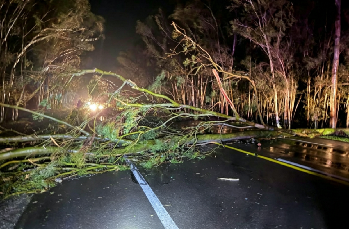 Árbol caído sobre la ruta interrumpiendo el tránsito tras el temporal.