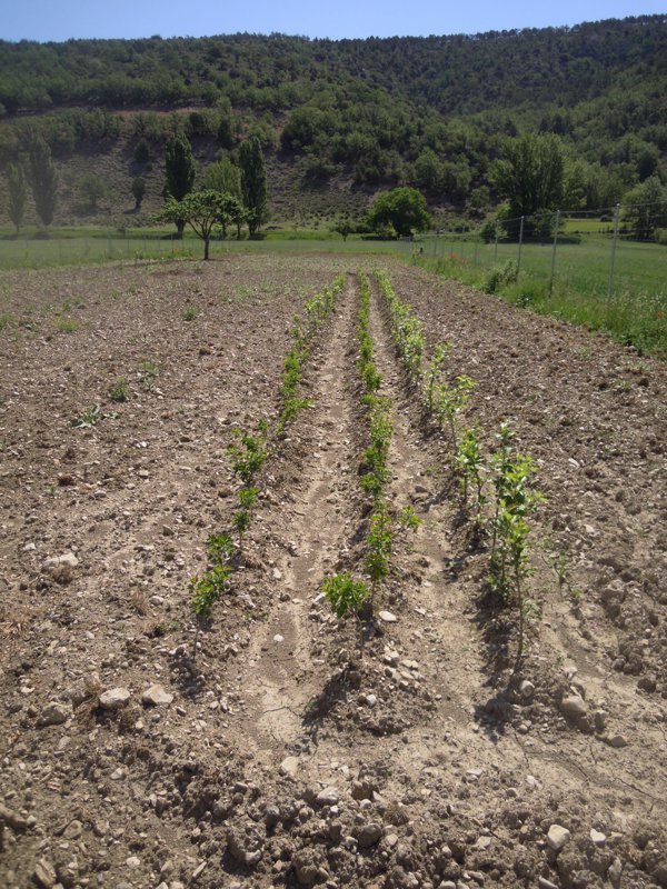 Estudio revela que agua de riego agrícola podría albergar bacteria causante de legionelosis