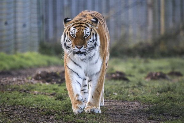 Un tigre mata a joven tras ingresar a recinto en zoológico inglés