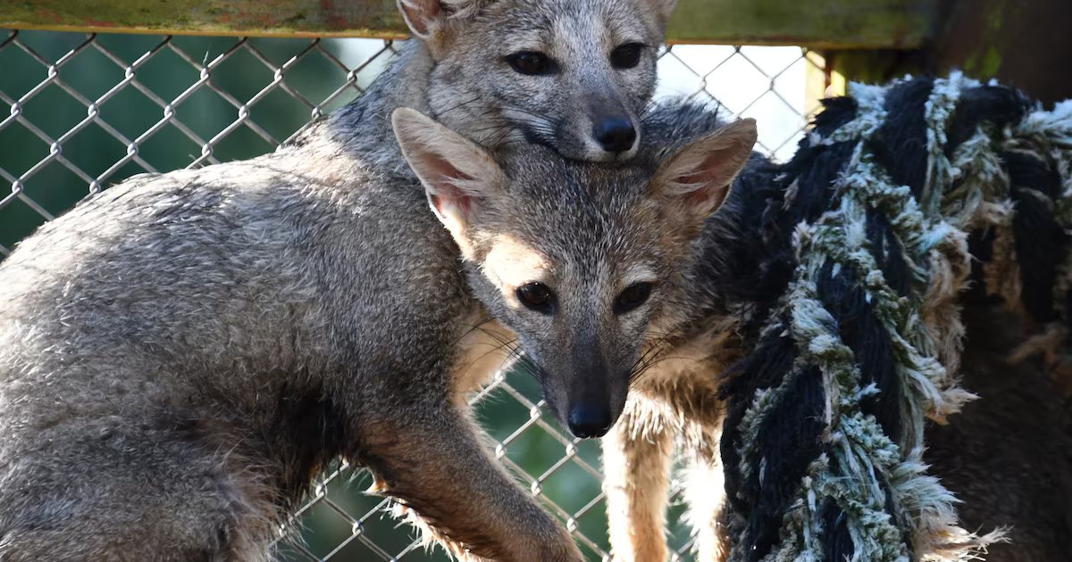 Autoridades de Hidalgo liberan 33 animales silvestres en rehabilitación, incluyendo zorros grises, tlacuaches y víboras de cascabel