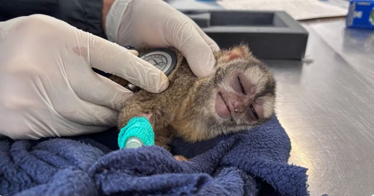 Dos martejas rescatadas sufren efectos neurológicos y digestivos tras cautiverio