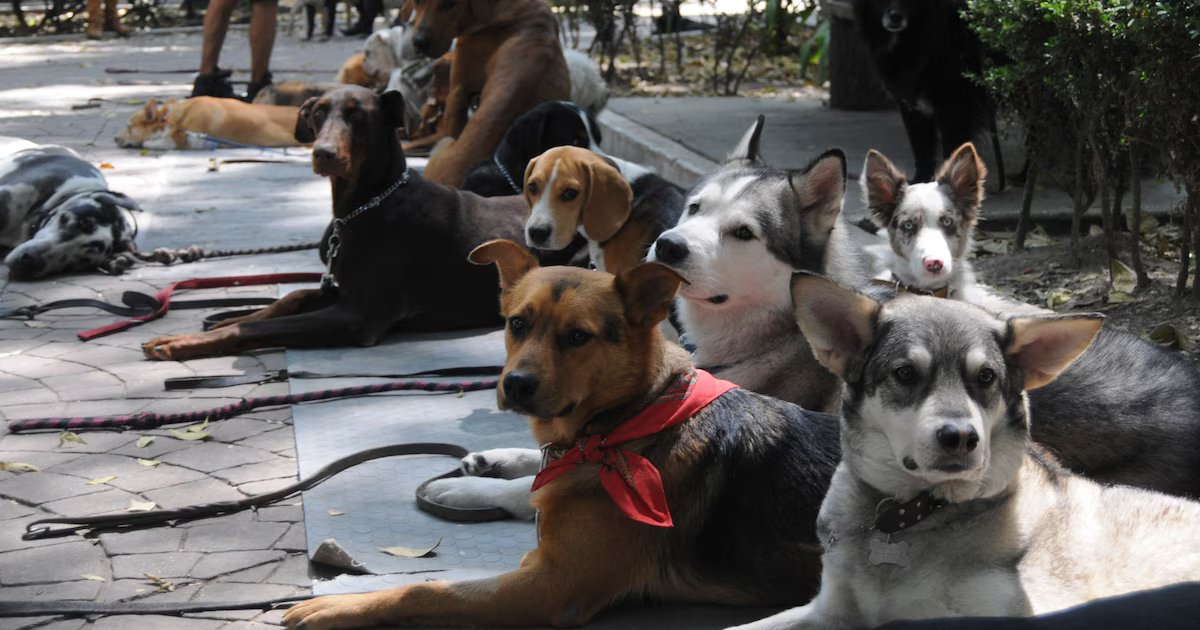 Alerta en la Condesa por posible envenenamiento de perros en Parque España; la Fiscalía investiga ocho zonas
