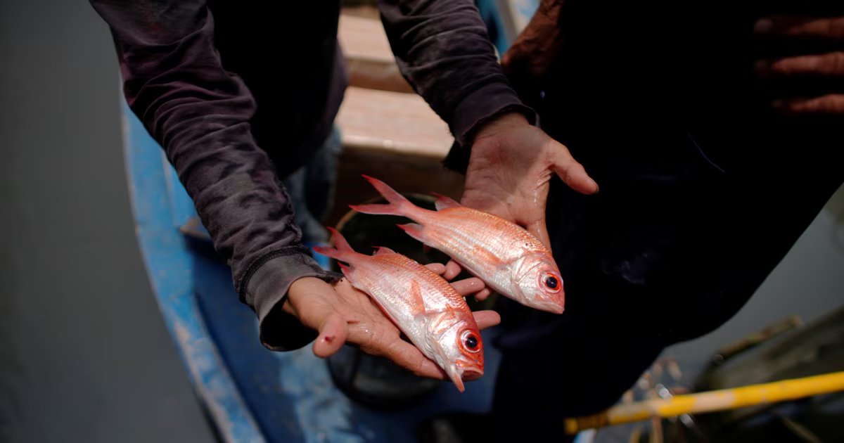 Desaparece el pescado de la dieta cubana, afectando la población