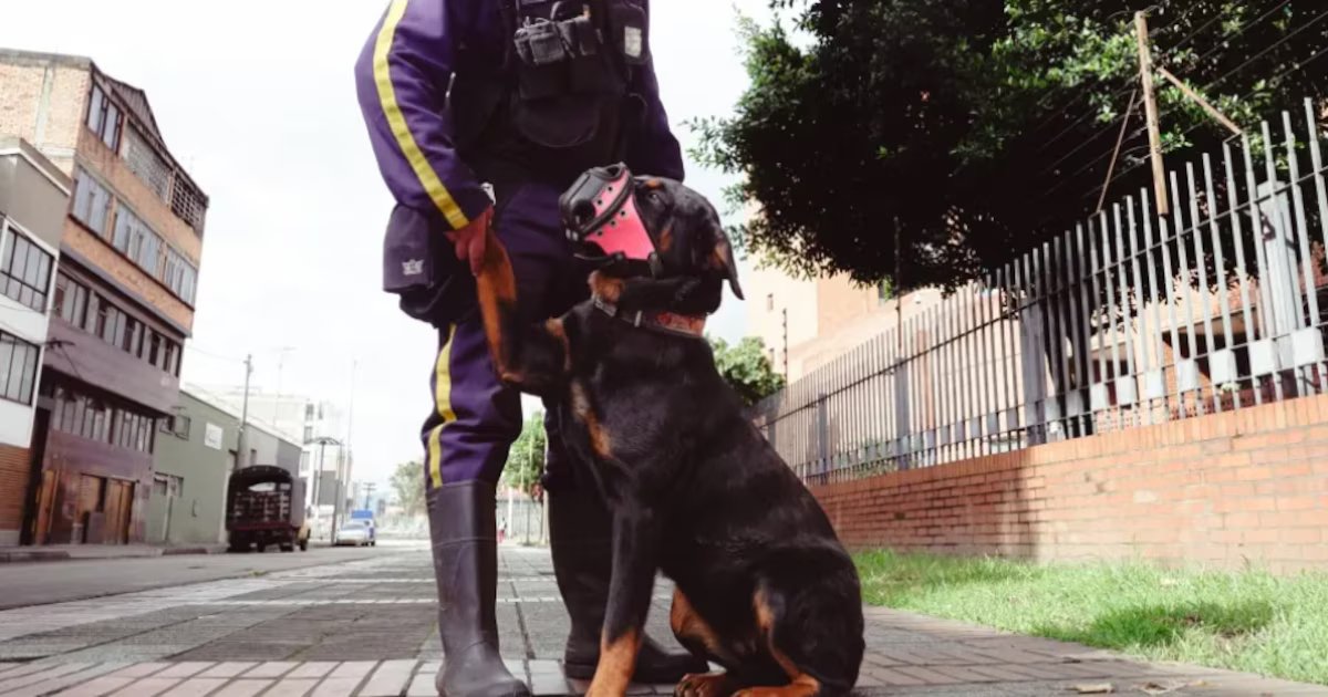 Concejal advierte aumento en gasto al adquirir seis perros para cárceles Bogotá