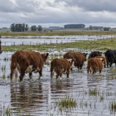 Productores rurales arriando ganado vacuno a través de campos inundados.