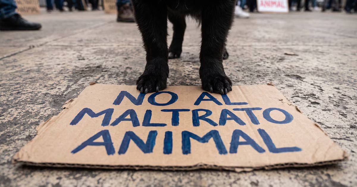 Investigan muerte de perro decapitado en Santander; ofrecen recompensa de cinco millones