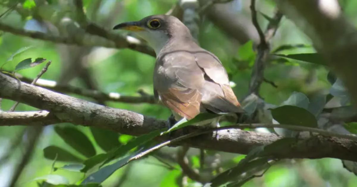 Las aves migratorias en La Guajira, amenazadas por expansión eólica