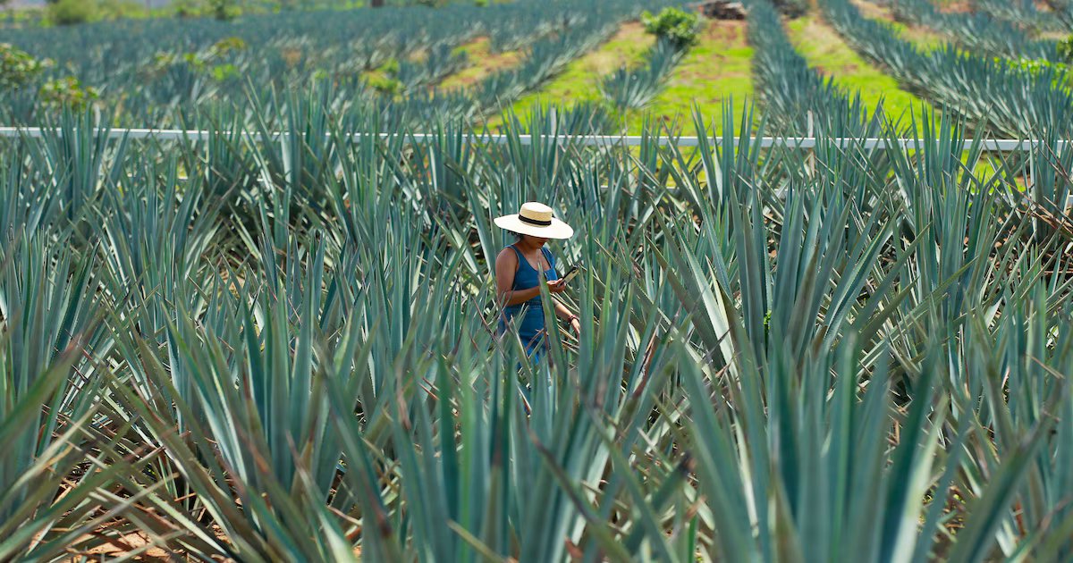 Gobierno mexicano planea apoyar a productores de agave ante aumento de precios