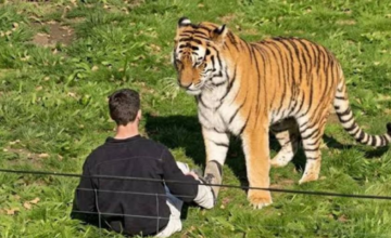 Tigre siberiano descansando en la reserva natural del zoológico de Yorkshire