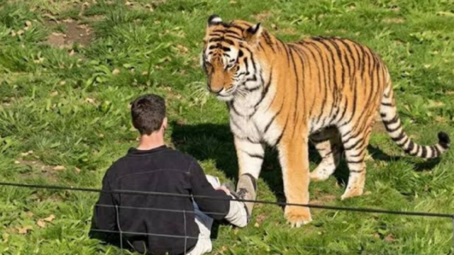 Tigre siberiano descansando en la reserva natural del zoológico de Yorkshire
