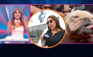 En San Juan de Miraflores se detectó un criadero clandestino donde perros de raza Bulldog presentaban condiciones críticas por malnutrición, heridas y uso de técnicas ilegales.