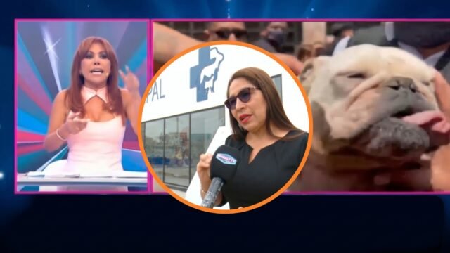 En San Juan de Miraflores se detectó un criadero clandestino donde perros de raza Bulldog presentaban condiciones críticas por malnutrición, heridas y uso de técnicas ilegales.