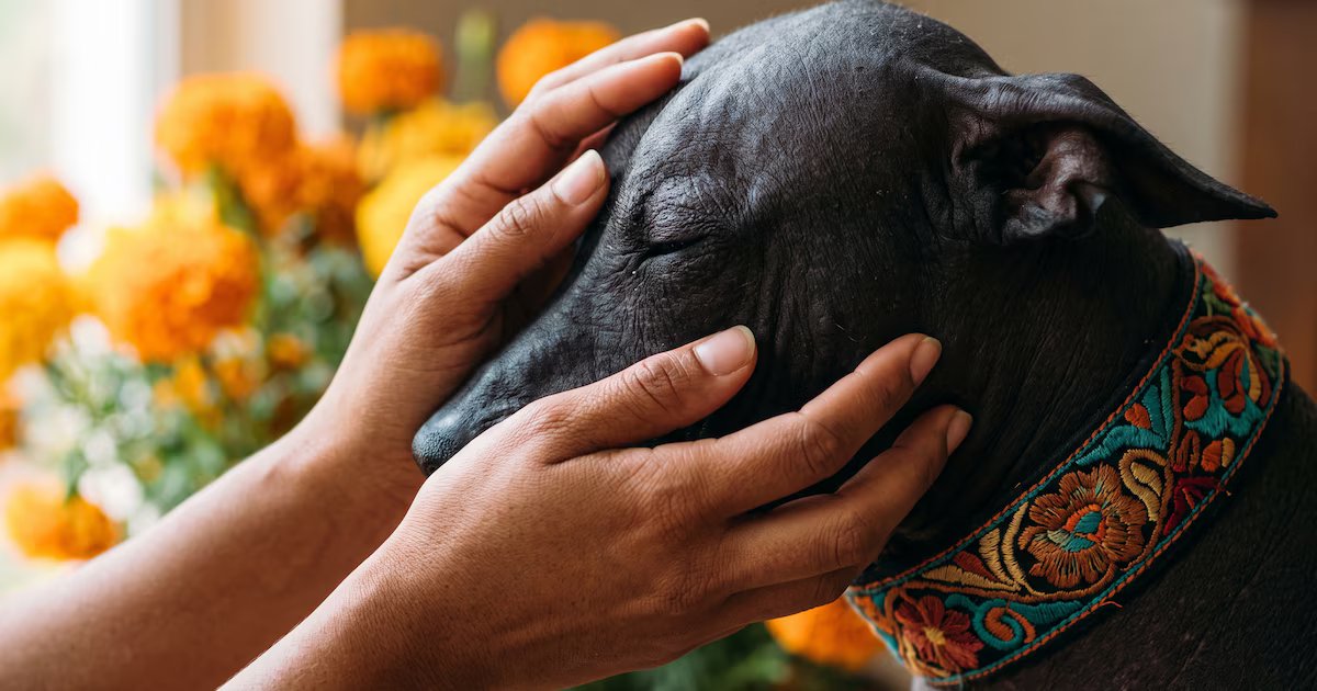 Cuidados esenciales para mantener sana la piel de los perros Xoloitzcuintli
