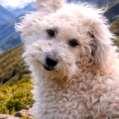 Chaku andino: Se presenta oficialmente nueva raza de perro peruano en el Circuito Mágico del Agua