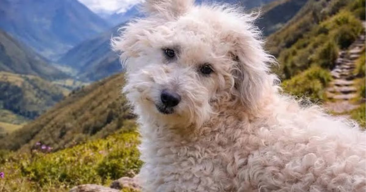 Chaku andino: Se presenta oficialmente nueva raza de perro peruano en el Circuito Mágico del Agua