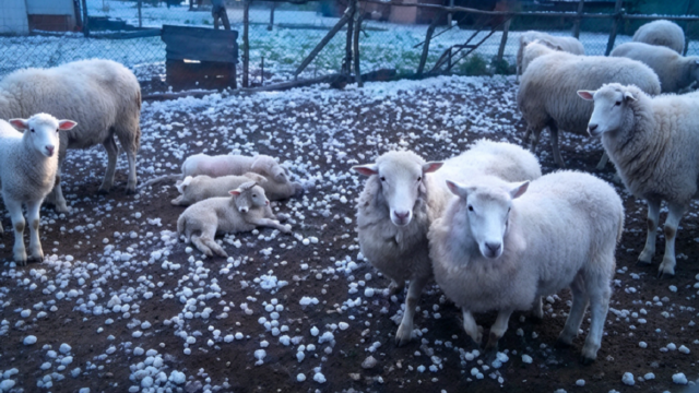 Animales de granja tendidos en un terreno rural cubierto de granizo en Santa Fe.