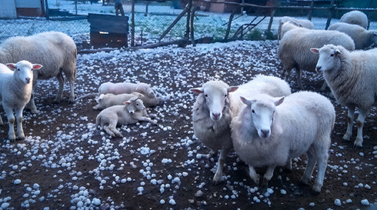 Animales de granja tendidos en un terreno rural cubierto de granizo en Santa Fe.