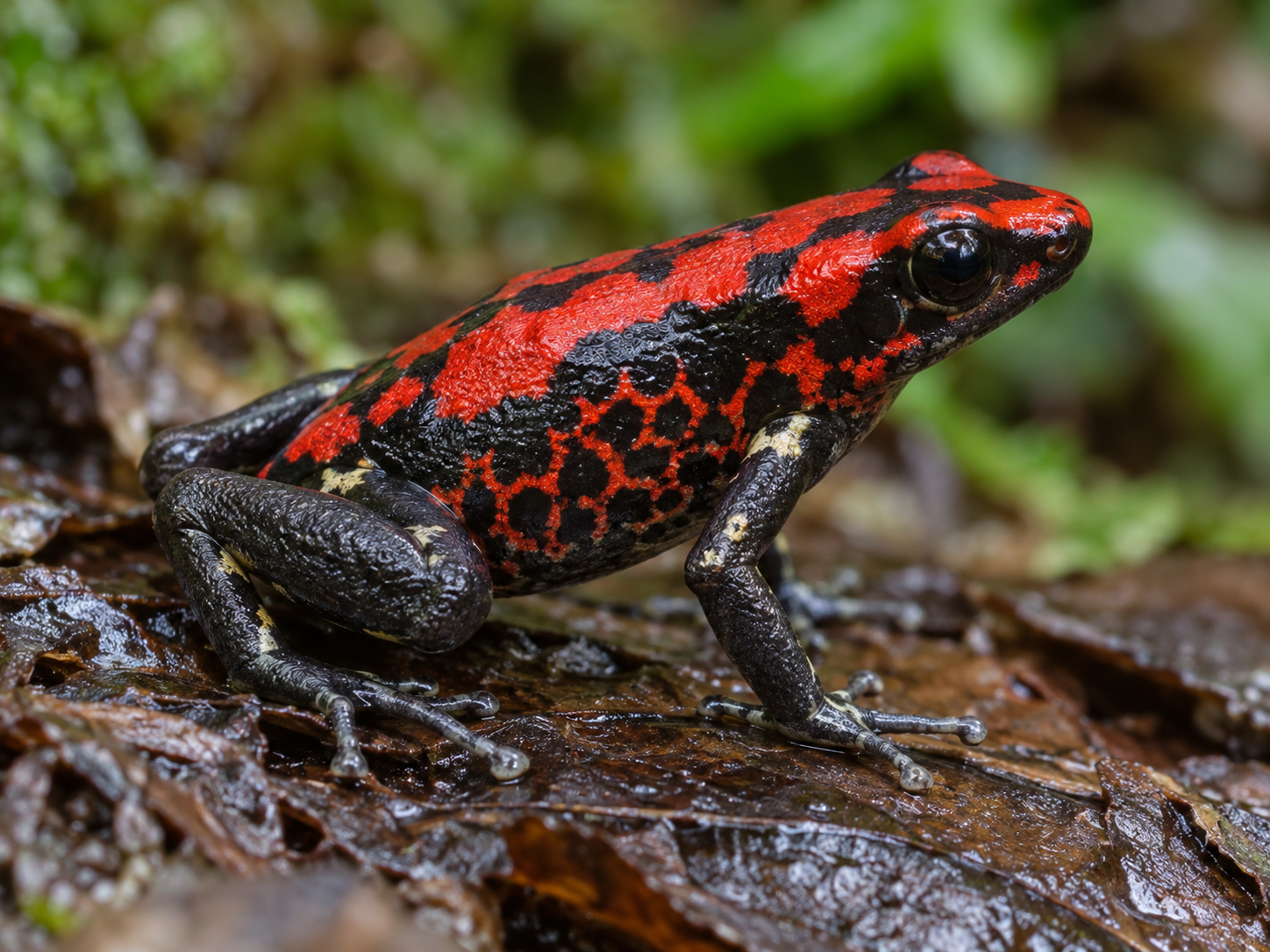 Vista de perfil de la nueva especie de rana venenosa Excidobates perplexus.